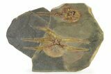 Huge Fossil Brittle Star (Ophiura) With Carpoid - Morocco #325665-1
